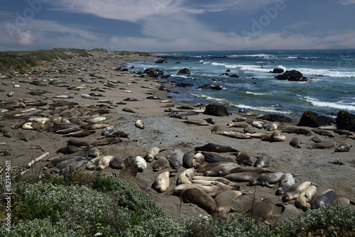 Elephant Seals Hauled Out at Piedras Blancas, California