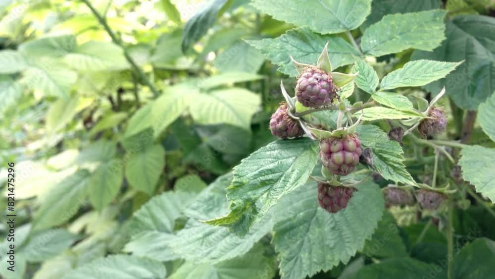 A bunch of ripe raspberries are hanging from a bush. The berries are purple and appear to be ready to be picked A bunch of ripe raspberries are hanging from a bush. The berries are purple and appear to be ready to be picked