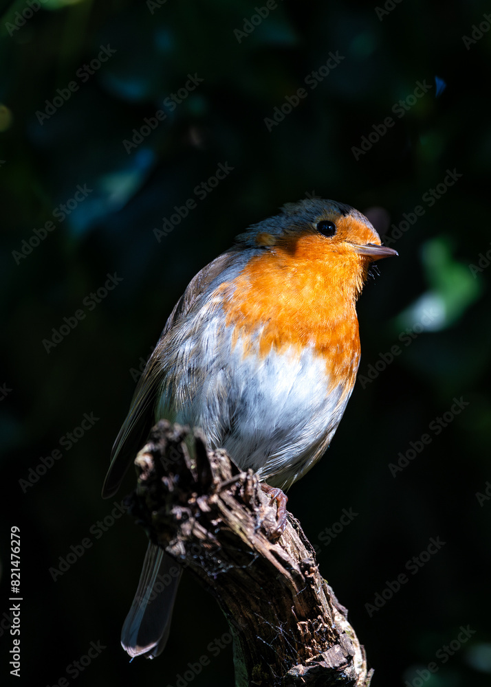 European Robin (Erithacus rubecula) - Commonly Found in Europe European Robin (Erithacus rubecula) - Commonly Found in Europe