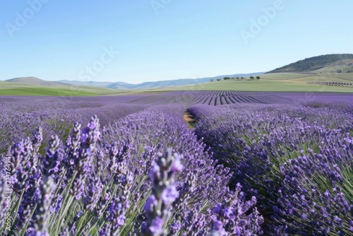 A field of lavender with a blue sky in the background. The field is very large and stretches out for miles