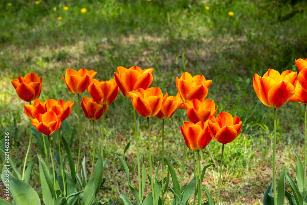Orange tulip flowers blooming in a forest garden. Orange tulip flowers blooming in a forest garden.