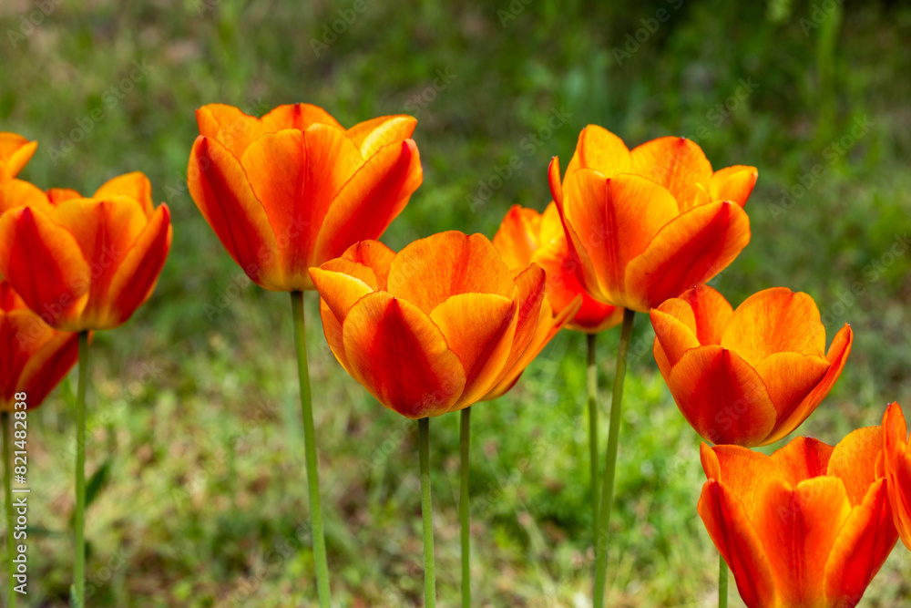 Orange tulip flowers blooming in a forest garden. Orange tulip flowers blooming in a forest garden.