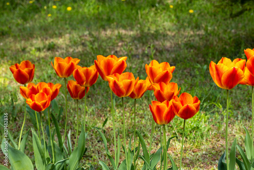 Orange tulip flowers blooming in a forest garden.