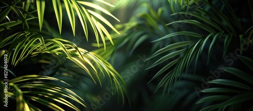 HighContrast D of Tropical Leaves in Black and Lime Green with Dramatic Backlighting photo