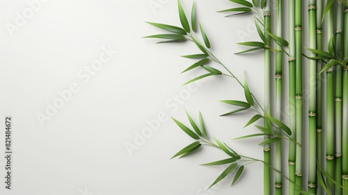 Top view of green bamboo stem and leaves on light background with space for text