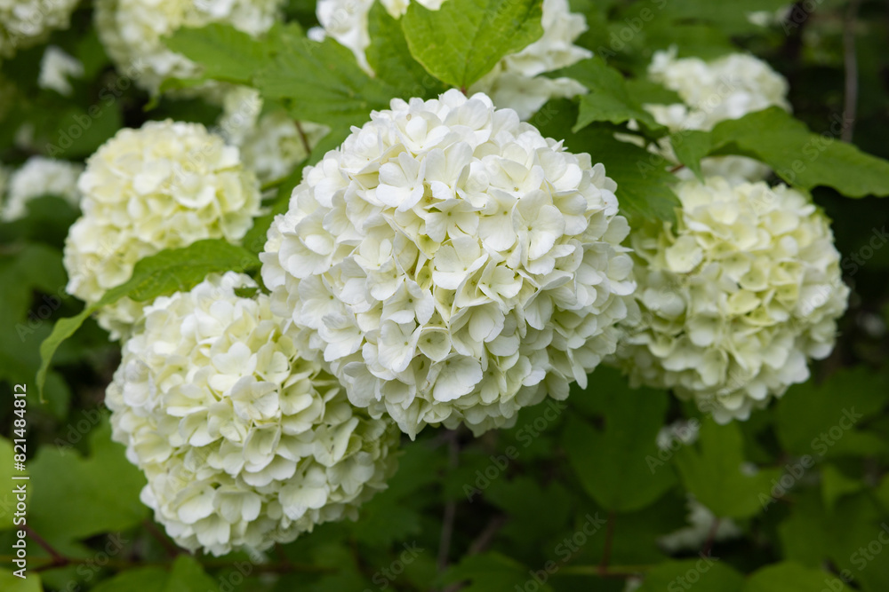 Viburnum opulus, which blooms white ball-shaped flowers in the garden. Viburnum opulus, which blooms white ball-shaped flowers in the garden.