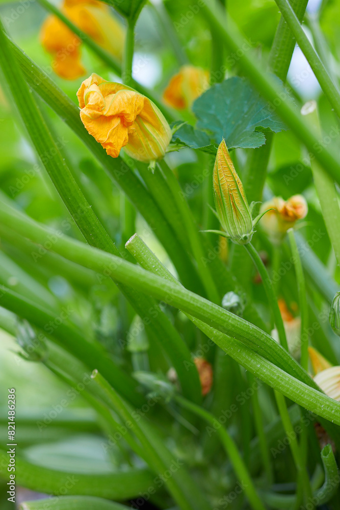 Flowering zucchini plants in a home garden for growing vegetables. Flowering zucchini plants in a home garden for growing vegetables.