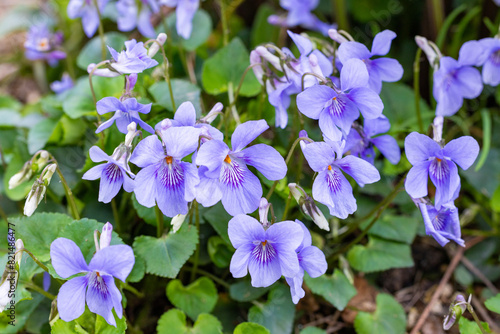 Viola grypoceras A.Gray flowers that bloom with the arrival of spring.