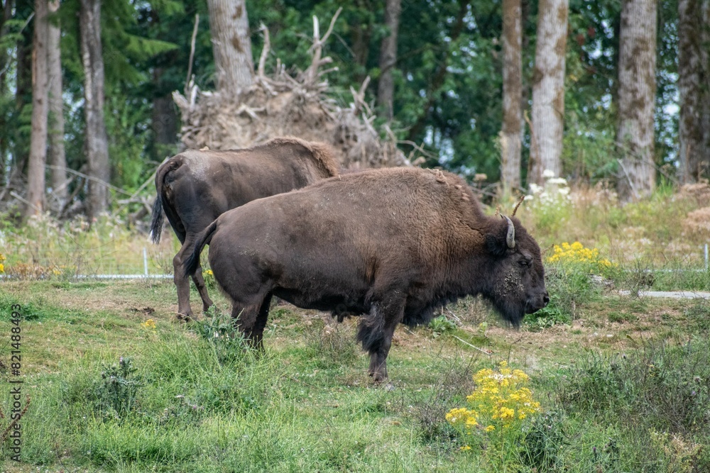 In this image, a solitary bison stands regally amidst a vast, untouched wilderness. Its shaggy fur, tinted with hues of brown and rust, appears in the wild. In this image, a solitary bison stands regally amidst a vast, untouched wilderness. Its shaggy fur, tinted with hues of brown and rust, appears in the wild.
