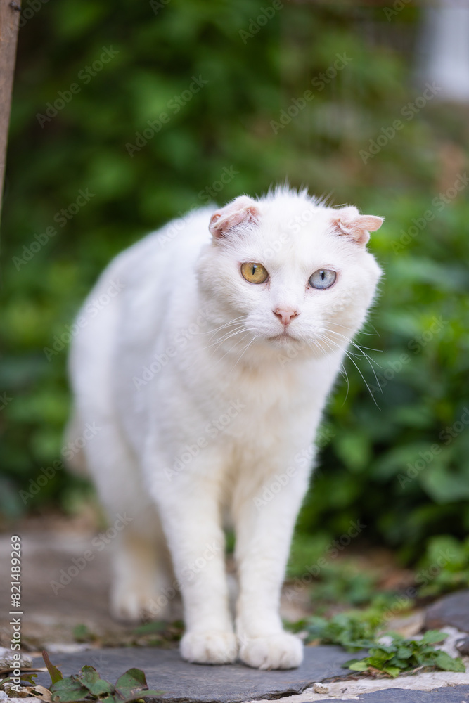 Obraz premium 고양이