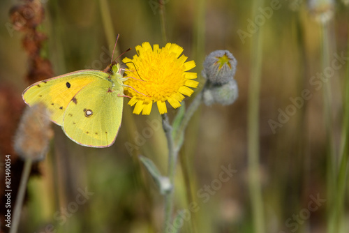 Close-up shot of Colias croceus (Clouded Yellow) photo