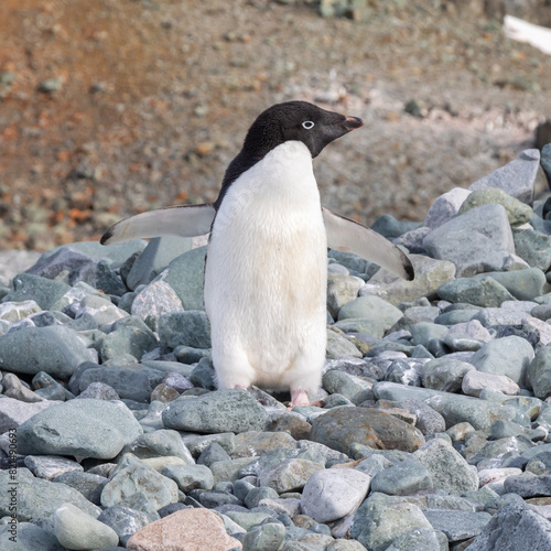 Single Lone Adelie Penguin Posing on a Rocky Beach, Pourquoi Pas Island, Antarctic Peninsula 