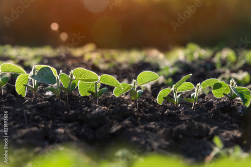 Young sprouts of the agricultural soybean plant grow in a row in the field in the sun's rays. Plants in the open field. Selective focus. Soft focus.