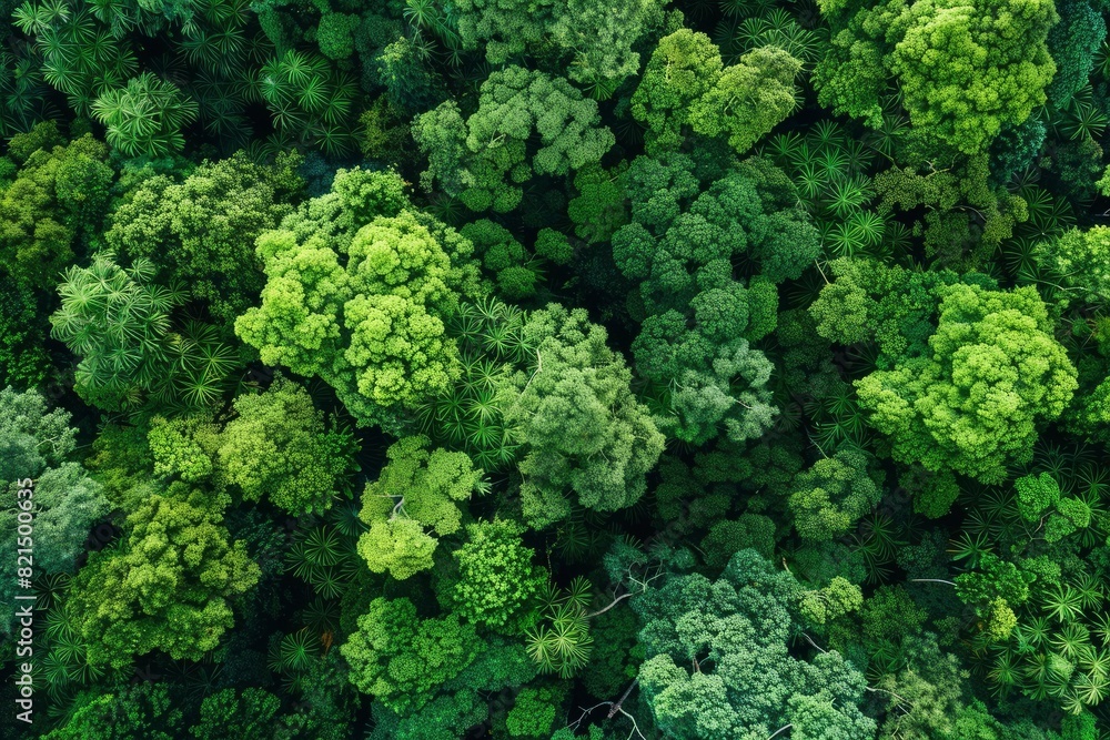 Aerial view of nature green forest and tree. Forest ecosystem, texture of green forest from above.Nature conservation concept.Natural scenery tropical green forest - generative ai Aerial view of nature green forest and tree. Forest ecosystem, texture of green forest from above.Nature conservation concept.Natural scenery tropical green forest - generative ai