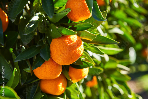 Close-Up of Mandarin Oranges on a Tree photo