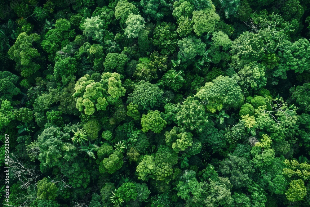 Aerial view of nature green forest and tree. Forest ecosystem, texture of green forest from above.Nature conservation concept.Natural scenery tropical green forest - generative ai Aerial view of nature green forest and tree. Forest ecosystem, texture of green forest from above.Nature conservation concept.Natural scenery tropical green forest - generative ai