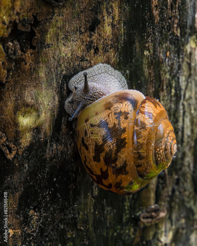 Snail crawling on a tree
