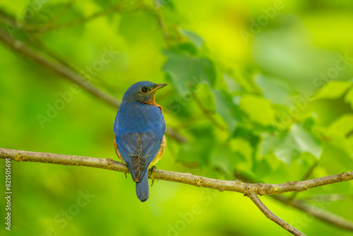 Male Bluebird perched on a tree branch