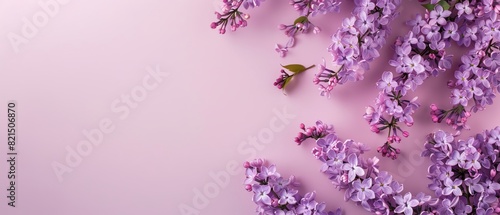 Beautiful lilac blossoms arranged on a soft pastel pink background, perfect for spring and nature-themed designs or backgrounds photo