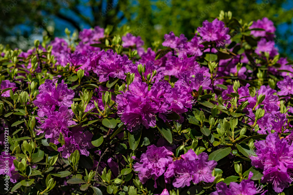 Blooming rhododendron in the spring garden Blooming rhododendron in the spring garden