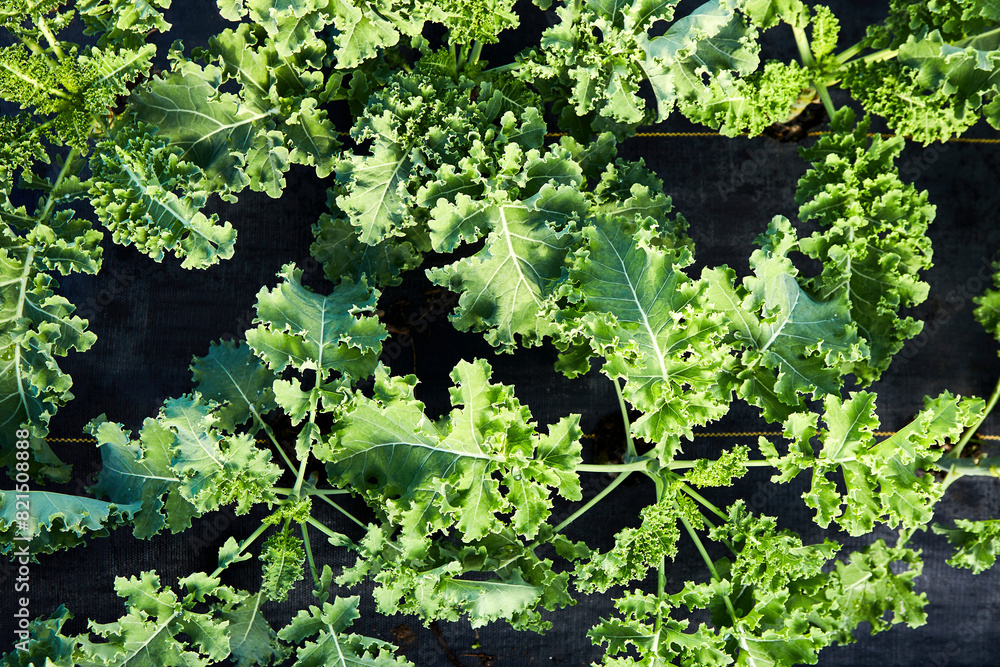 Overhead Shot of Kale Growing Overhead Shot of Kale Growing