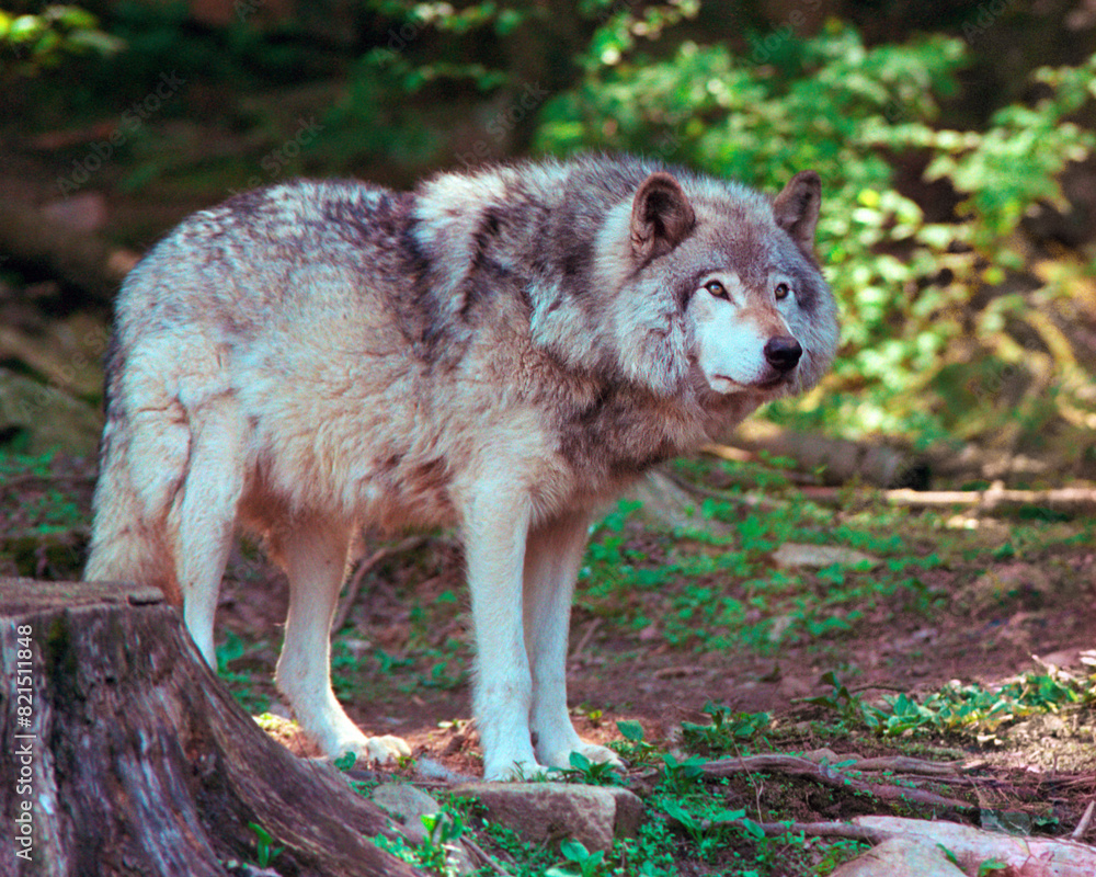 Obraz premium Grey wolf in western Quebec in late spring