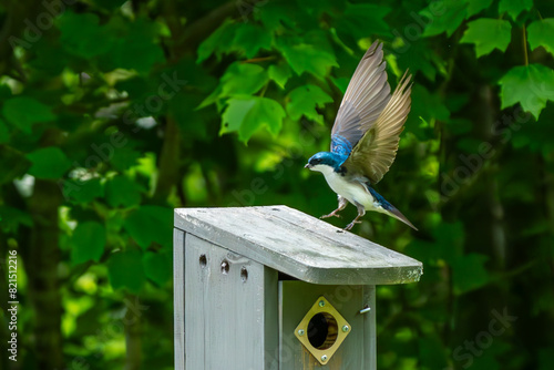 Tree Swallow Parent Bringing an insect to the birdhouses