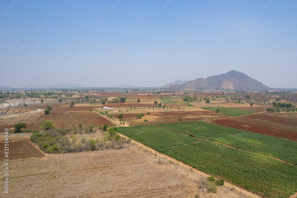Top view of farm, Potato tree, nature Top view of farm, Potato tree, nature