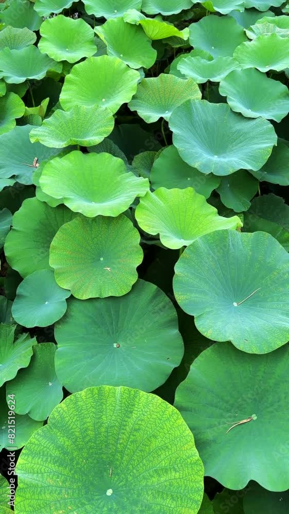 Lotus plant in a pond, Homestead, Florida, USA Lotus plant in a pond, Homestead, Florida, USA
