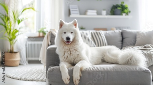 A white dog is laying on a couch in a living room
