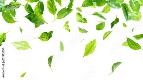 Green flying leaves on white background  ideal for fresh tea  air purifier  organic  vegan  and eco beauty product concept designs.