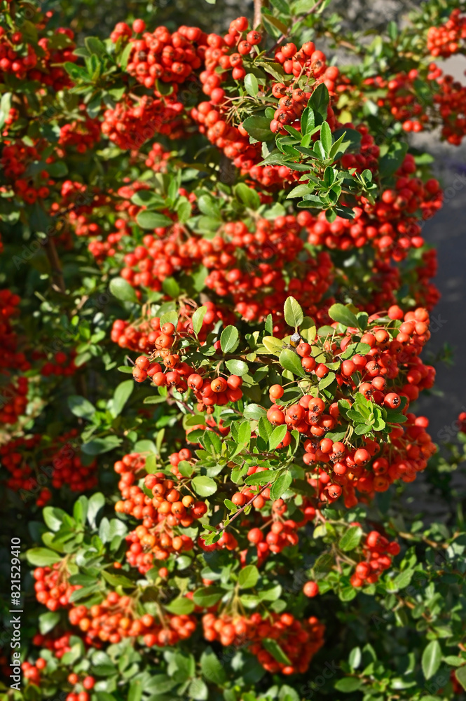 Obraz premium Rowan berries, Mountain ash (Sorbus) tree