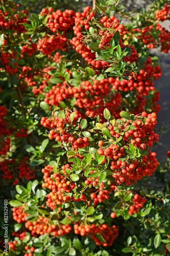 Rowan berries, Mountain ash (Sorbus) tree