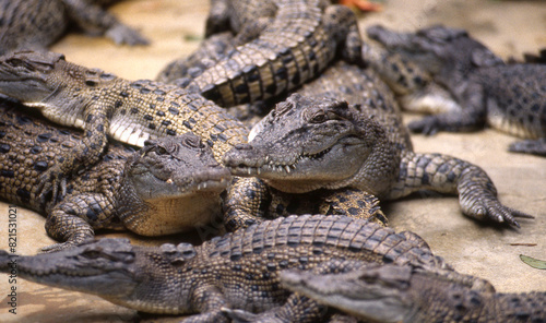 A collection of young saltwater crocodiles in a Northern Territory crocodile farm.  © KRUTOPIMAGES