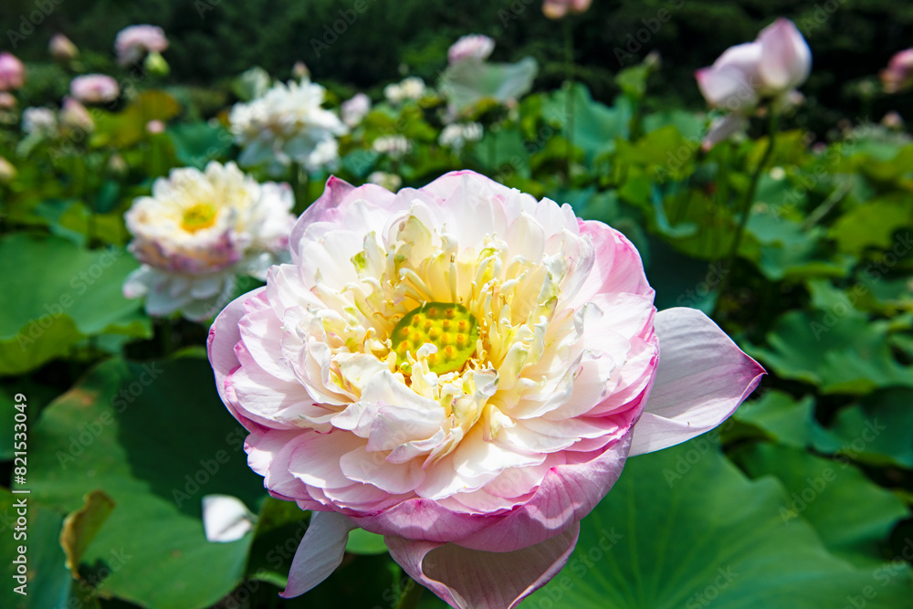 Close-up of the beautiful pink lotus flower in blooming,