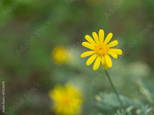 黄色いユリオプスデージーの花