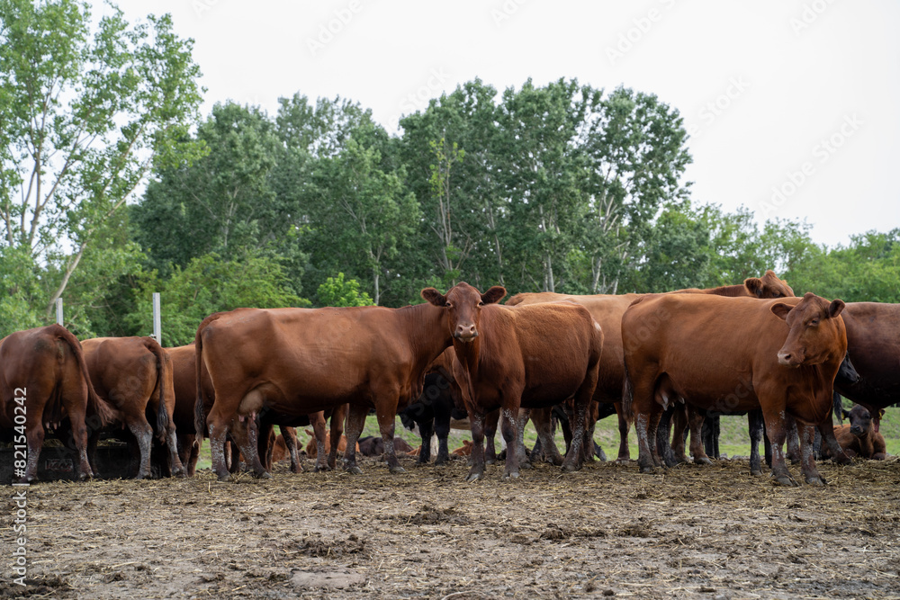 Herd of Angus cattle, cows bulls and calves Herd of Angus cattle, cows bulls and calves