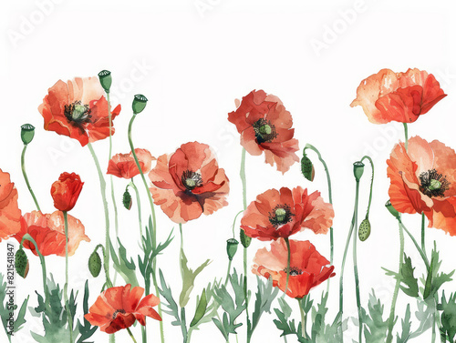 Red poppy flowers adorn a white background  providing a banner with space for copy.