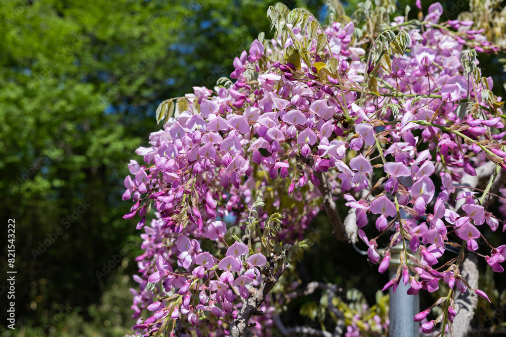 Obraz premium Beautiful pink wisteria flowers blooming neatly in the garden.