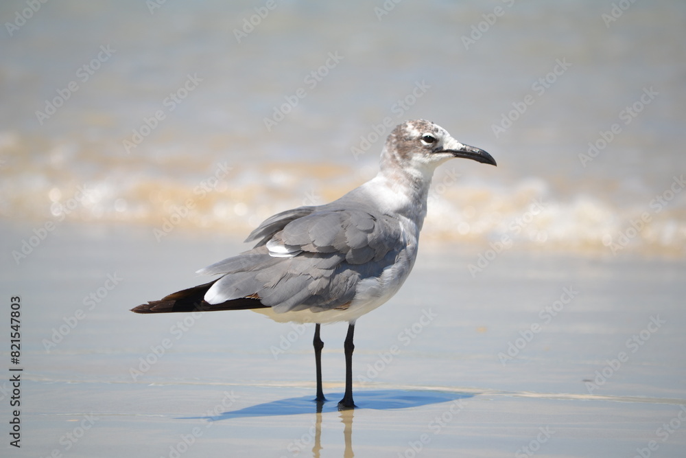 A laughing gull perches at the water's edge, gazing into the camera while waves break along the shore behind it. A laughing gull perches at the water's edge, gazing into the camera while waves break along the shore behind it.