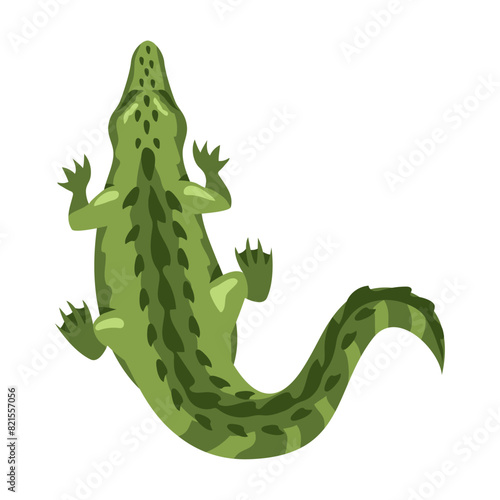 crocodile animal top view