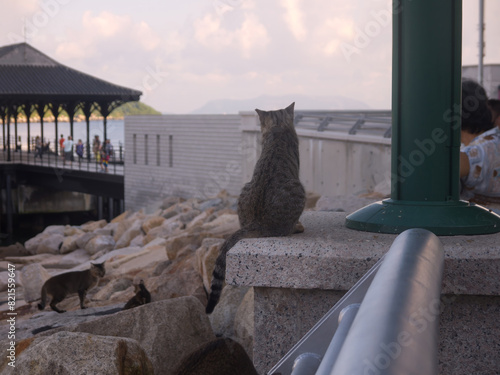 Cats on Stanley village embankment and famous Blake pier in Hong Kong photo