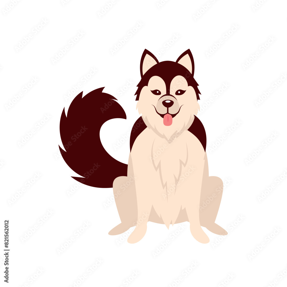 siberian husky purebred dog sitting siberian husky purebred dog sitting