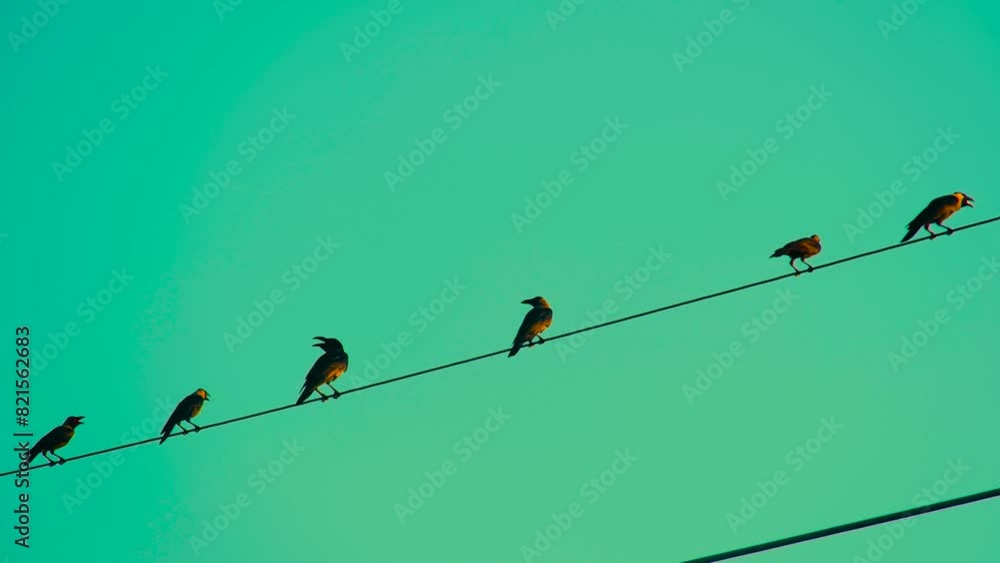 Ravens Perching On Electrical Cable Wire Against Green Sunset Sky. Low Angle Shot Ravens Perching On Electrical Cable Wire Against Green Sunset Sky. Low Angle Shot