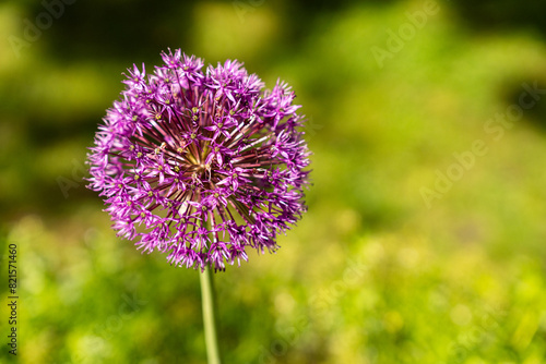 Blooming purple garlic on a green background big round plant