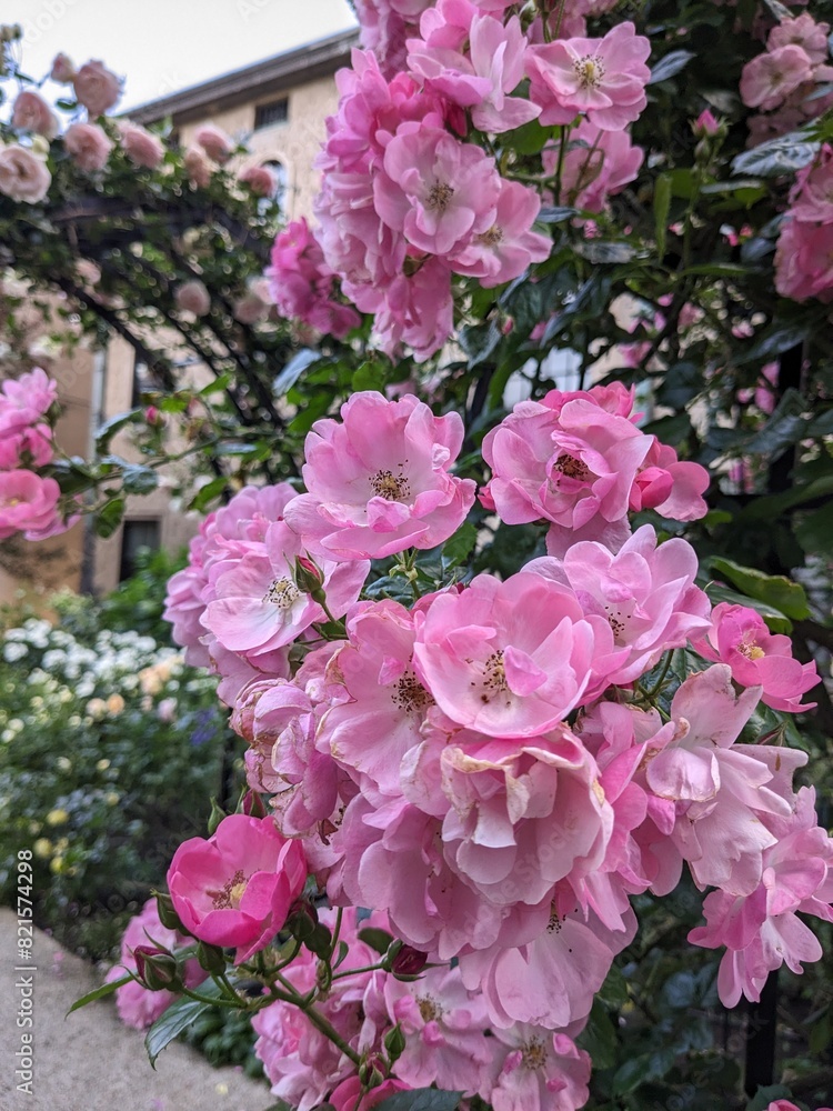 the beautiful rose garden and Western-style building in Tokyo, Japan the beautiful rose garden and Western-style building in Tokyo, Japan