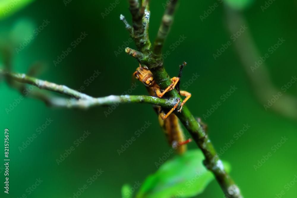 Detailed capture of a grasshopper on a tree branch against a lush green background. Bright colors and natural environment. Wulai, New Taipei City, Taiwan. Detailed capture of a grasshopper on a tree branch against a lush green background. Bright colors and natural environment. Wulai, New Taipei City, Taiwan.