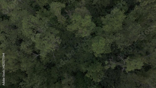 Wallpaper Mural Outdoor arial view of trees in the forest Torontodigital.ca