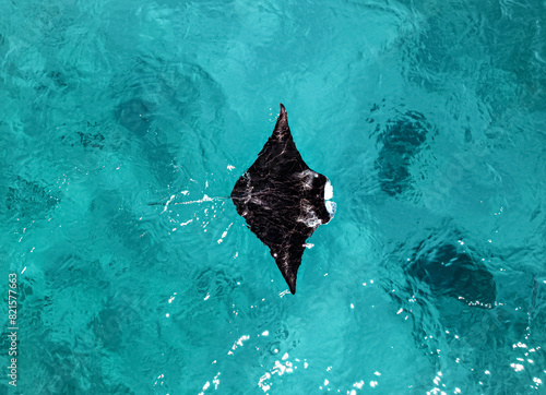 Foto Aerial picture of a reef manta ray swimming in the blue shallow water