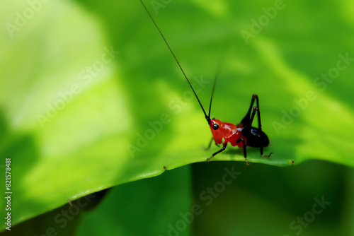 A colorful katydid nymph stands out against the greenery, showcasing its vibrant red and black body. Captured in Wulai District, New Taipei City.